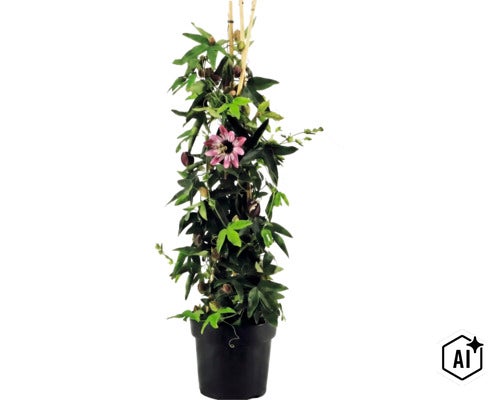 Mučenka Passiflora v čiernom kvetináči s fialovým kvetom a bambusovými tyčkami ako oporou. (Image AI modified or generated)
