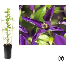 Plamienok Clematis v kvetináči s oporou a detailným záberom fialového kvetu. (Image AI modified or generated)