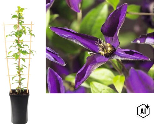 Plamienok Clematis v kvetináči s oporou a detailným záberom fialového kvetu. (Image AI modified or generated)