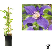 Plamienok Clematis s fialovým kvetom v kvetináči s bambusovou oporou a detailným záberom kvetu. (Image AI modified or generated)