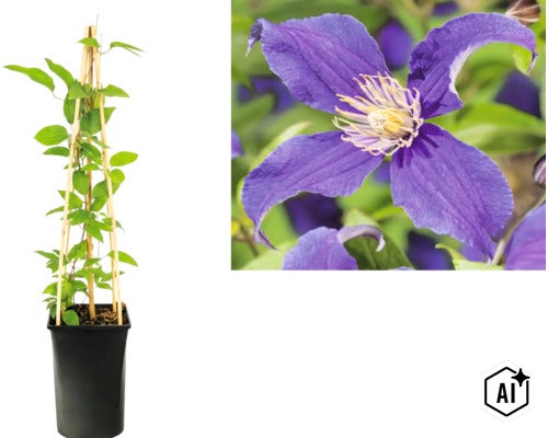 Plamienok Clematis s fialovým kvetom v kvetináči s bambusovou oporou a detailným záberom kvetu. (Image AI modified or generated)