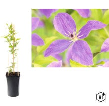 Plamienok Clematis v čiernom kvetináči s drevenou oporou a detailný záber fialového kvetu. (Image AI modified or generated)