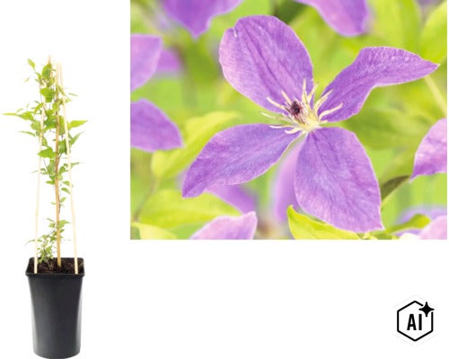 Plamienok Clematis v čiernom kvetináči s drevenou oporou a detailný záber fialového kvetu. (Image AI modified or generated)