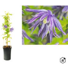Plamienok Clematis macropetala v kvetináči s oporou a detailný záber na fialový kvet. (Image AI modified or generated)