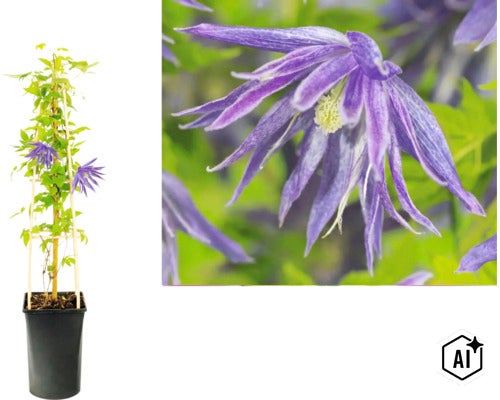Plamienok Clematis macropetala v kvetináči s oporou a detailný záber na fialový kvet. (Image AI modified or generated)