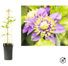 Plamienok Clematis v čiernom kvetináči s drevenou oporou a detail plného fialovo-žltého kvetu. (Image AI modified or generated)