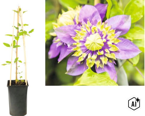 Plamienok Clematis v čiernom kvetináči s drevenou oporou a detail plného fialovo-žltého kvetu. (Image AI modified or generated)