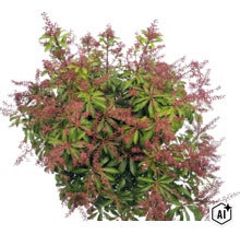 Pieris japonský Pieris japonica so zelenými listami a načervenalými kvetenstvami. (Image AI modified or generated)