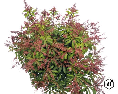 Pieris japonský Pieris japonica so zelenými listami a načervenalými kvetenstvami. (Image AI modified or generated)