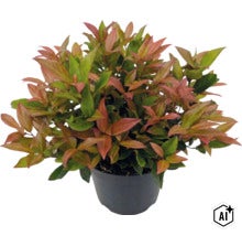 Červienka Photinia fraseri Little Red Robin v čiernom plastovom kvetináči. (Image AI modified or generated)
