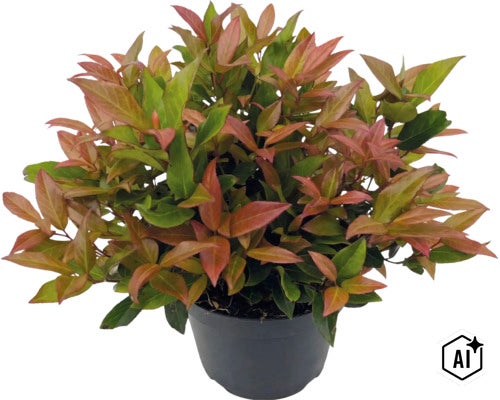 Červienka Photinia fraseri Little Red Robin v čiernom plastovom kvetináči. (Image AI modified or generated)