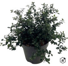 Ceanot, latnatec FloraSelf Ceanothus thyrsiflorus var. repens kvetináč 5 l (Image AI modified or generated)