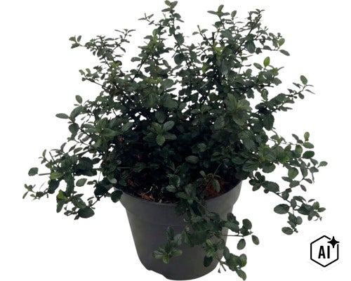 Ceanot, latnatec FloraSelf Ceanothus thyrsiflorus var. repens kvetináč 5 l (Image AI modified or generated)