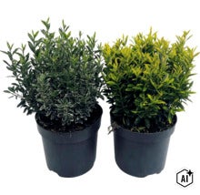 Bršlen japonský FloraSelf Euonymus japonicus 'Microphyllus' kvetináč 2 l (Image AI modified or generated)