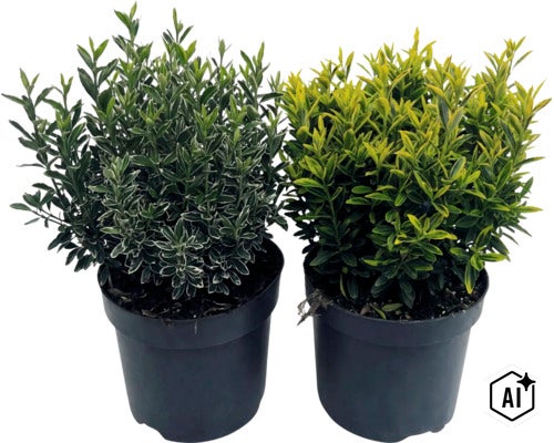 Bršlen japonský FloraSelf Euonymus japonicus 'Microphyllus' kvetináč 5 l (Image AI modified or generated)