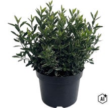 Bršlen japonský FloraSelf Euonymus japonicus 'Microphyllus' kvetináč 2 l (Image AI modified or generated)