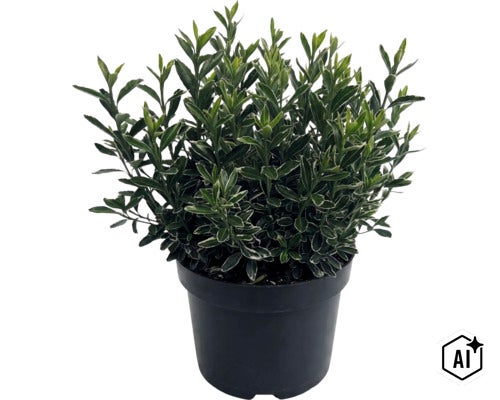 Bršlen japonský FloraSelf Euonymus japonicus 'Microphyllus' kvetináč 2 l (Image AI modified or generated)
