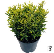 Bršlen japonský FloraSelf Euonymus japonicus 'Microphyllus' kvetináč 2 l (Image AI modified or generated)
