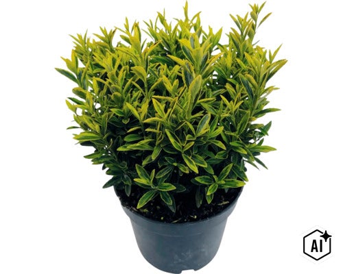 Bršlen japonský FloraSelf Euonymus japonicus 'Microphyllus' kvetináč 2 l (Image AI modified or generated)
