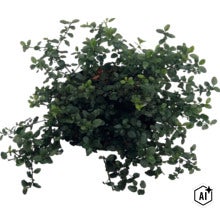 Ceanot, latnatec FloraSelf Ceanothus thyrsiflorus var. repens kvetináč 5 l (Image AI modified or generated)