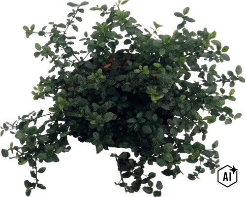 Ceanot, latnatec FloraSelf Ceanothus thyrsiflorus var. repens kvetináč 5 l (Image AI modified or generated)