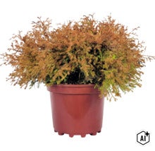 Tuja, zerav západná oranžová Fire Chief FloraSelf Thuja occidentalis 'Fire Chief' ® EU-S kvetináč 3 l (Image AI modified or generated)