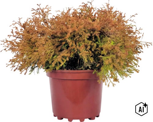 Tuja, zerav západná oranžová Fire Chief FloraSelf Thuja occidentalis 'Fire Chief' ® EU-S kvetináč 3 l (Image AI modified or generated)