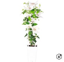 Plamienok biely FloraSelf Clematis Boulevard výška 45 cm kvetináč Ø 15 cm (Image AI modified or generated)