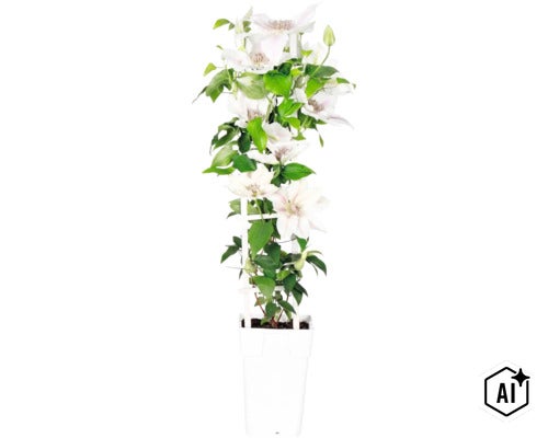 Plamienok biely FloraSelf Clematis Boulevard výška 45 cm kvetináč Ø 15 cm (Image AI modified or generated)