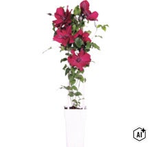 Plamienok červený FloraSelf Clematis Boulevard výška 45 cm kvetináč Ø 15 cm (Image AI modified or generated)