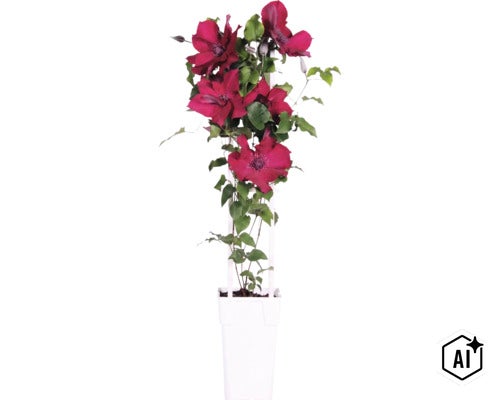 Plamienok červený FloraSelf Clematis Boulevard výška 45 cm kvetináč Ø 15 cm (Image AI modified or generated)