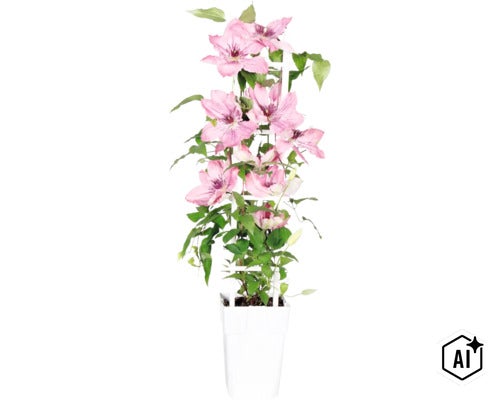 Plamienok fialový/ružový FloraSelf Clematis Boulevard výška 45 cm kvetináč Ø 15 cm (Image AI modified or generated)