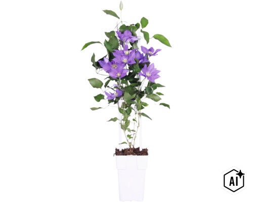 Plamienok modrofialový FloraSelf Clematis Boulevard výška 45 cm kvetináč Ø 15 cm (Image AI modified or generated)