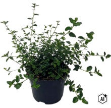 Latnatec FloraSelf Ceanothus thyrsiflorus var. repens výška 20-30 cm kvetináč 2 l (Image AI modified or generated)