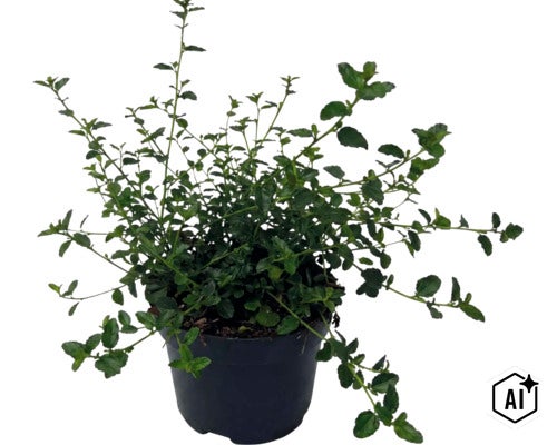 Latnatec FloraSelf Ceanothus thyrsiflorus var. repens výška 20-30 cm kvetináč 2 l (Image AI modified or generated)