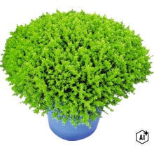 Hebe XXL FloraSelf Hebe armstrongii 'GreenBoys' kvetináč Ø 17 cm (Image AI modified or generated)