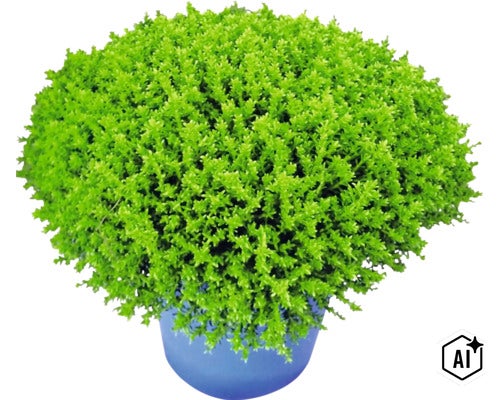 Hebe XXL FloraSelf Hebe armstrongii 'GreenBoys' kvetináč Ø 17 cm (Image AI modified or generated)