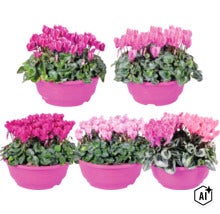 Cyklámen FloraSelf Cyclamen Patio miska Ø 23 cm, rôzne farby (Image AI modified or generated)