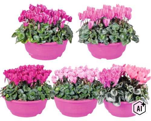 Cyklámen FloraSelf Cyclamen Patio miska Ø 23 cm, rôzne farby (Image AI modified or generated)