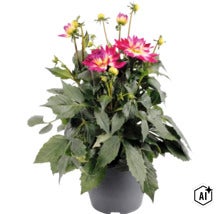 Georgína FloraSelf Dahlia hybrid kvetináč Ø 23 cm 1 ks, rôzne druhy (Image AI modified or generated)
