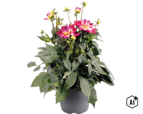 Georgína FloraSelf Dahlia hybrid kvetináč Ø 23 cm 1 ks, rôzne druhy (Image AI modified or generated)