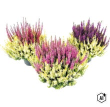 Vres obyčajný FloraSelf Calluna vulgaris 'Beauty Ladies Colour Crown' Ø kvetináča 13 cm (Image AI modified or generated)
