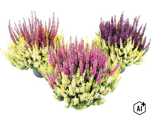 Vres obyčajný FloraSelf Calluna vulgaris 'Beauty Ladies Colour Crown' Ø kvetináča 13 cm (Image AI modified or generated)
