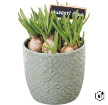 Cibuľky modrice v ozdobnom keramickom kvetináči s tabuľkou s nápisom Muscari Blue (Image AI modified or generated)