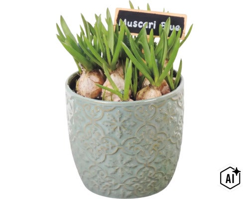 Cibuľky modrice v ozdobnom keramickom kvetináči s tabuľkou s nápisom Muscari Blue (Image AI modified or generated)