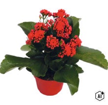 Kalanchoe s červenými kvetmi v červenom kvetináči. (Image AI modified or generated)