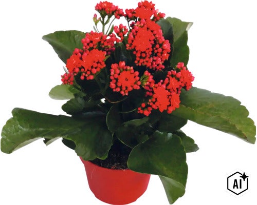 Kalanchoe s červenými kvetmi v červenom kvetináči. (Image AI modified or generated)