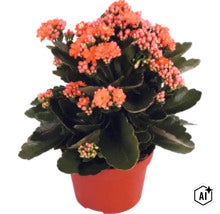 Kvitnúca izbová rastlina Kalanchoe v plastovom kvetináči s hrubými, tmavozelenými listami a oranžovými kvetmi. (Image AI modified or generated)