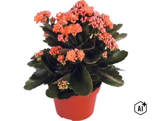 Kvitnúca izbová rastlina Kalanchoe v plastovom kvetináči s hrubými, tmavozelenými listami a oranžovými kvetmi. (Image AI modified or generated)