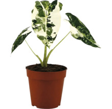 Alocasia macrorrhiza Variegata v hnedom plastovom kvetináči.
